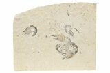 Four Cretaceous Fossil Shrimp - Lebanon #236056-1